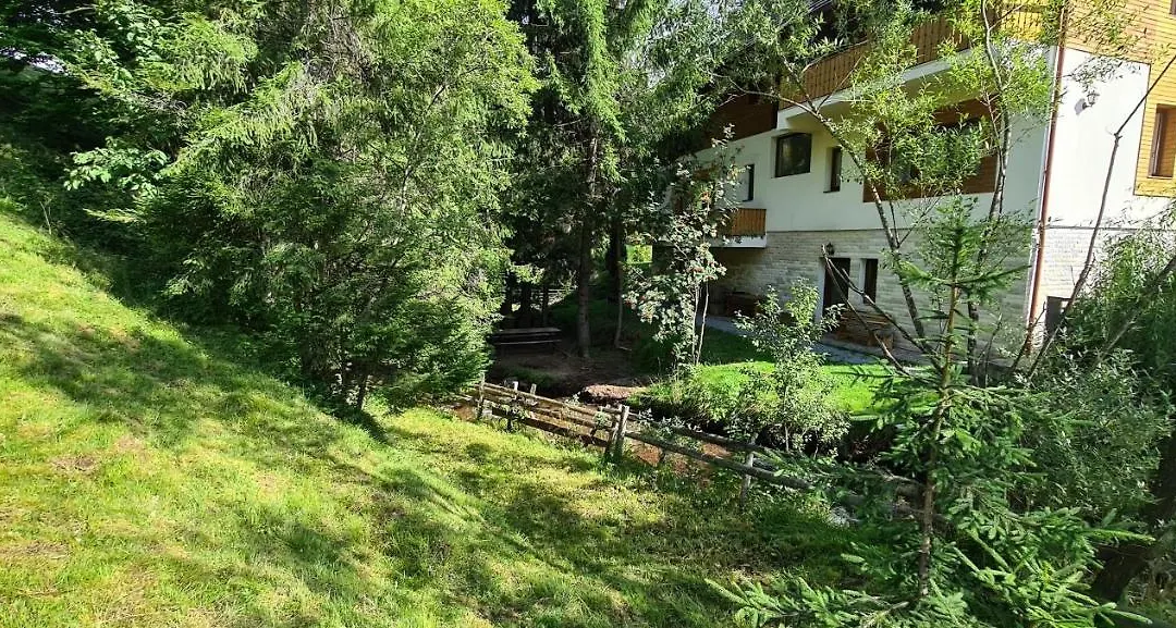 Arnica Montana-1