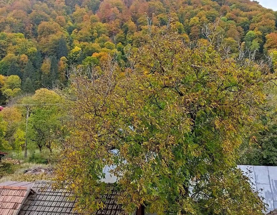Zori de zi-1