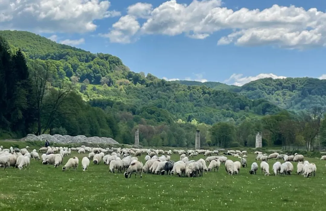Pensiunea Trei Ponei-1