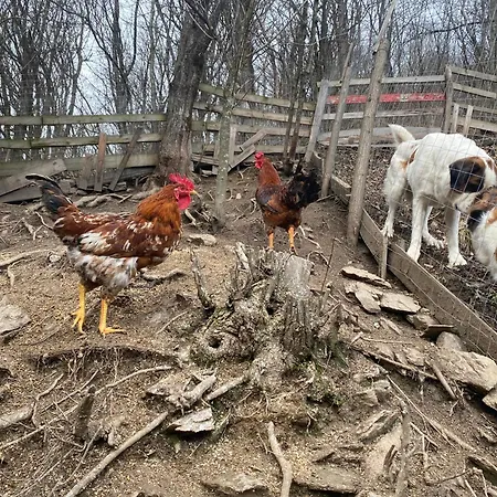 Căsuța din Pădure-3