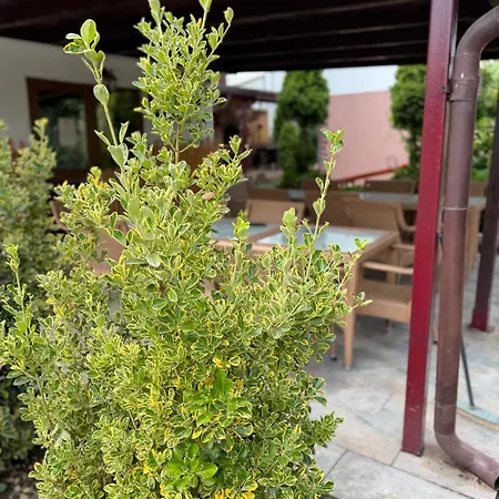Pensiunea Casa Rica-2