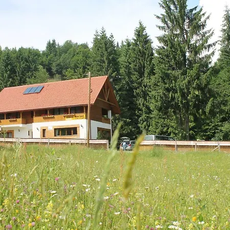 Arnica Montana-2