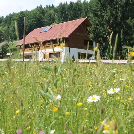Arnica Montana-3